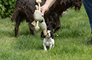 %_tempFileNameO-Wurf%20Woche%206%20(12)%