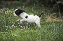 %_tempFileNameO-Wurf%20Woche%206%20(17)%