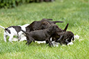 %_tempFileNameO-Wurf%20Woche%206%20(29)%