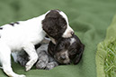 %_tempFileNameO-Wurf%20Woche%206%20(35)%