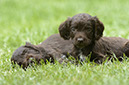 %_tempFileNameO-Wurf%20Woche%206%20(48)%