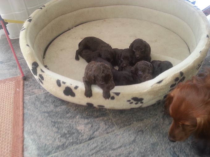 Katzenbeisser's N-Wurf - Deutsche Wachtelhunde